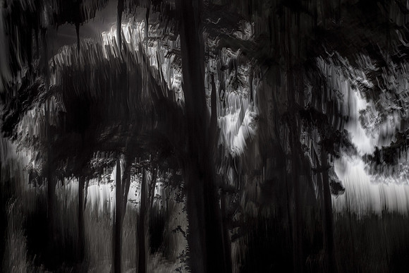 trees 28 #116