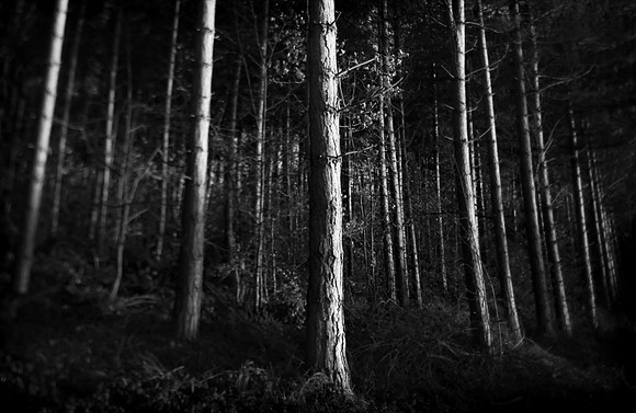 Woods 4