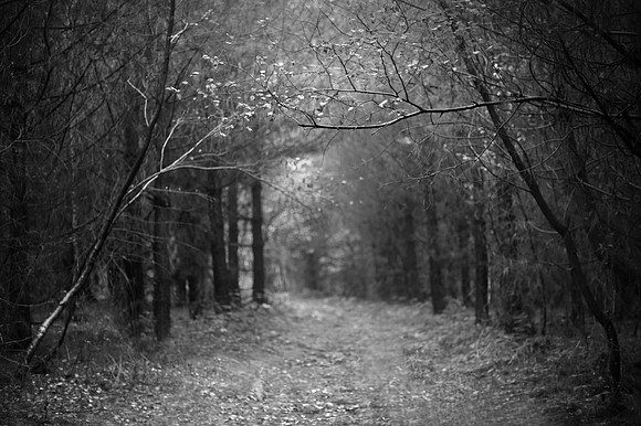 Into the woods