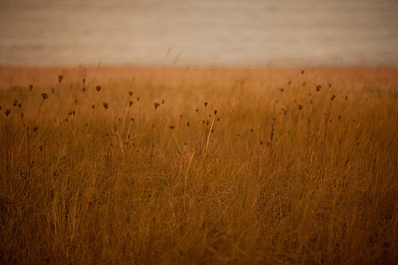 riverbank #8
