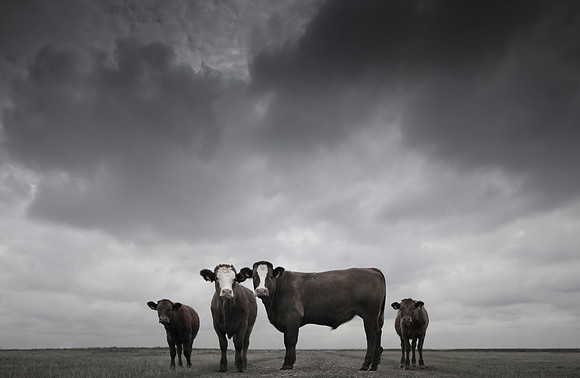 bull 5