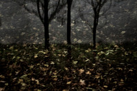 autumn #10