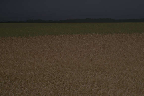 field 4 #70