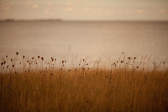 riverbank #7