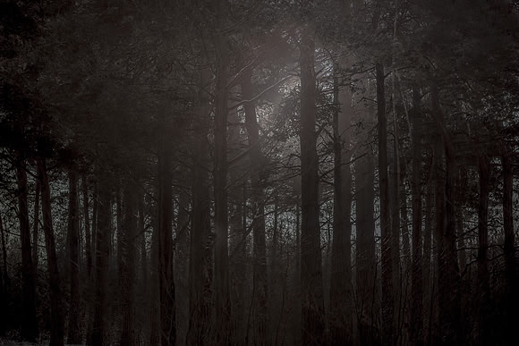 winter forest #11