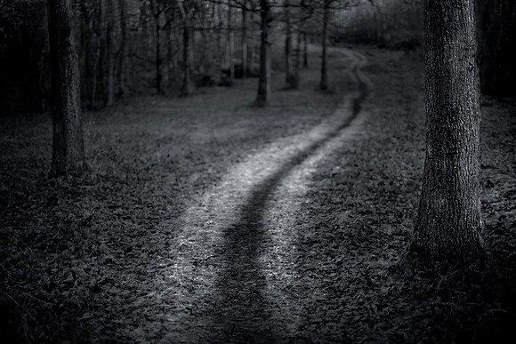Forest in the rain
