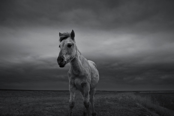Wild horses 9