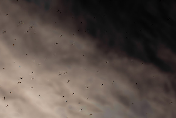 100315/62