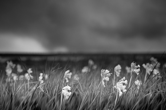 flowers 3