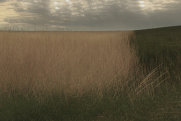 reeds #443