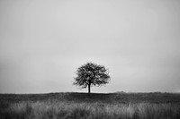Tree 3