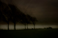 tree 1