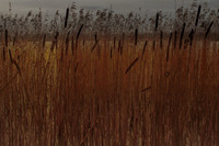 reeds 6 #157