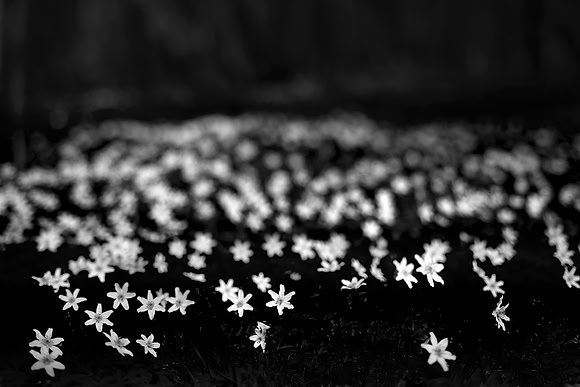 Stars