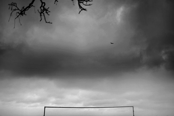 Goal and bird