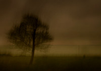 cf6 - woman and tree 2