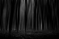 forest 1