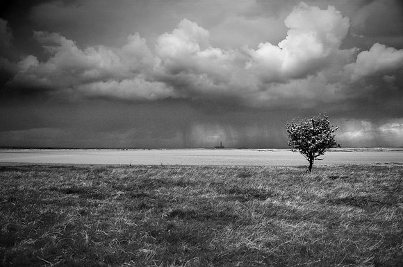 Tree 2