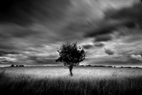 Tree 1