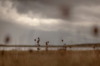 riverbank #14