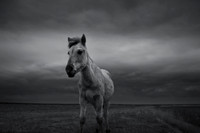 Wild horses 9