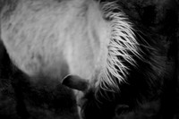 wild horses #19