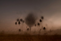 thistle 2
