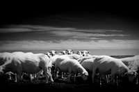 sheep 1