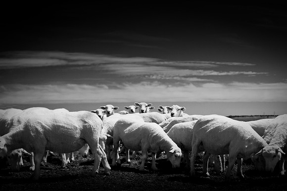 sheep 1