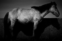 wild horses 7
