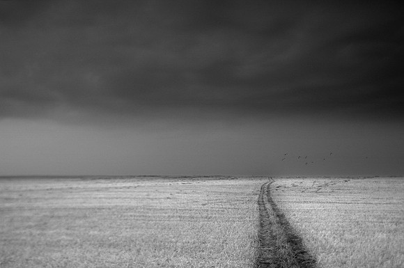 Field