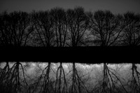bw trees #603