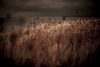 riverbank #25