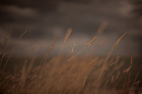 riverbank #10