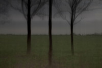 tree 3
