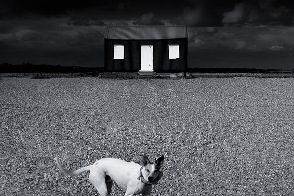 Guard dog 2