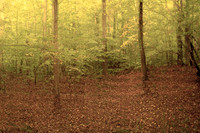 trees 16 #455