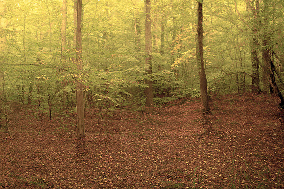 trees 16 #455