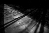 shadows #1