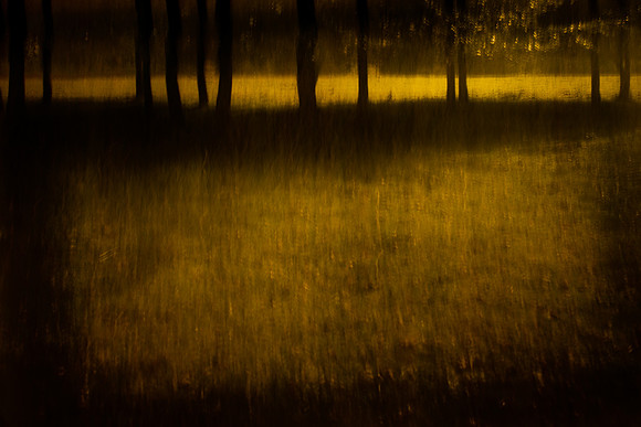 into the woods 1