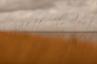 riverbank #21
