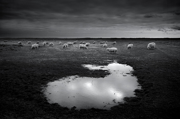 Sheep 2
