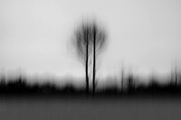 Tree 2