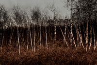 a xmas walk #4