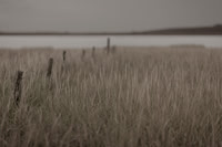 riverbank #18