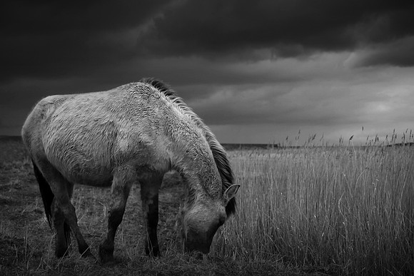 Wild horses 4