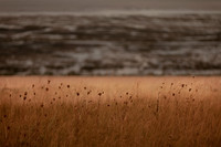 riverbank #11