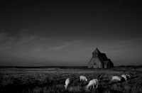 Sheep 4