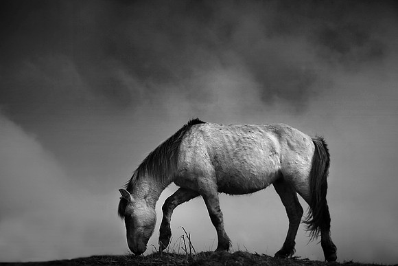 Wild horses 18