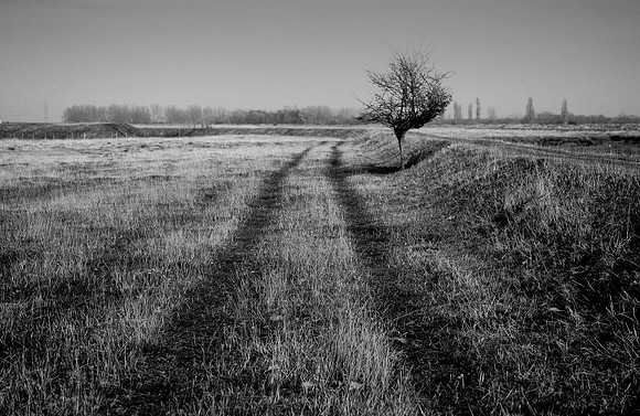 Tree 1